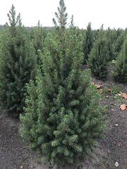 Ca. 100x Kerstbomen mix 4 Omorika & Conica